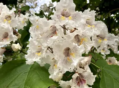 Jardín al aire libre en Atico Mirador del Piélago