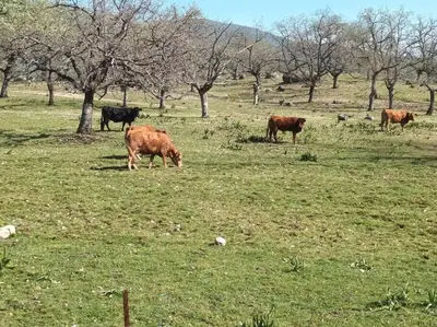 Animales en la casa o chalet o alrededores