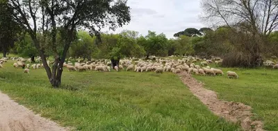 Animales en la casa o chalet o alrededores