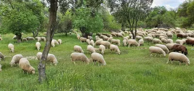 Animales en la casa o chalet o alrededores
