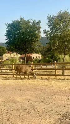 Animales en la casa o chalet o alrededores