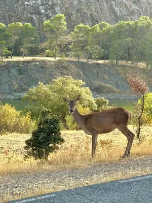 Animales en la casa o chalet o alrededores