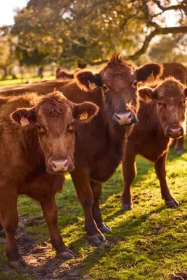 Animales en la casa o chalet o alrededores