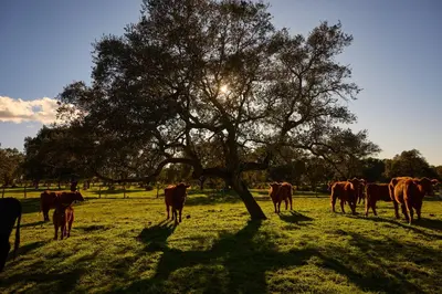Animales en la casa o chalet o alrededores