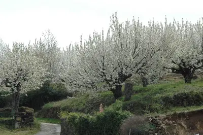 Jardín al aire libre en Hostal Yuste