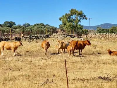 Animales en el apartamento o alrededores