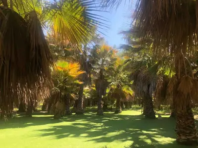 Jardín al aire libre en CASA RURAL EN BOSQUE DE PALMERAS