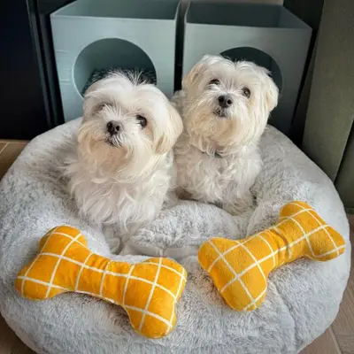 Mascotas con sus dueños en HOTEL LOS ALAMOS BOUTIQUE