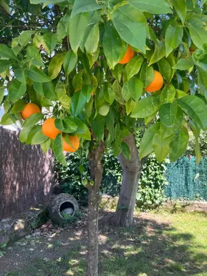 Jardín al aire libre en Villa Herrero