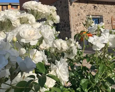 Jardín al aire libre en Casa Balta