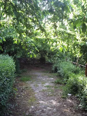 Jardín al aire libre en Apartamentos Condado de Miranda