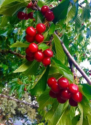 Jardín al aire libre en Casa El Herragu