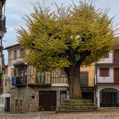 EL VIEJO OLMO