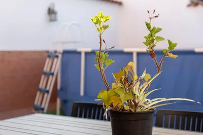Jardín al aire libre en Casa Rural La TERRONA