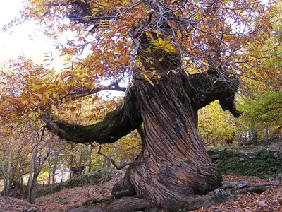 Paisaje cerca of this country house