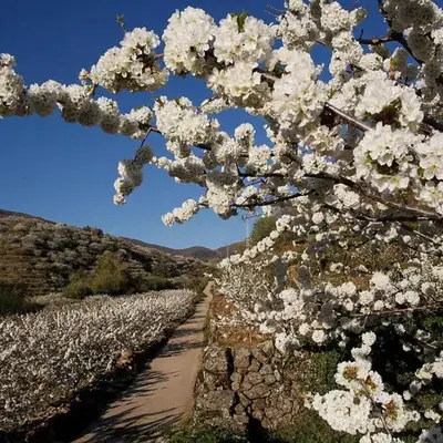 Casa Rural Arbequina Cerezo en Flor