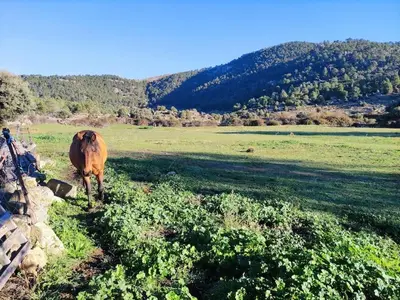 Animales en el apartamento o alrededores