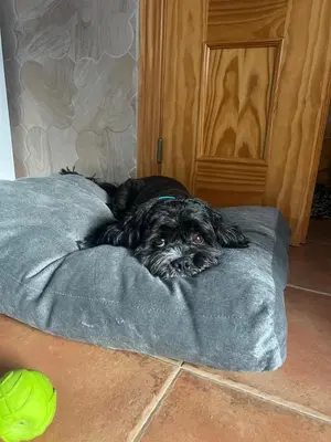 Mascotas con sus dueños en Casa Rural Exedra 3 Estrellas