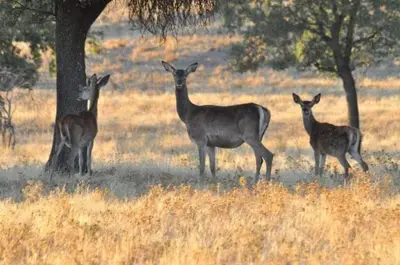 Animales en el apartamento o alrededores