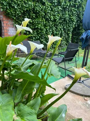 Jardín al aire libre en La Posada De Alanah