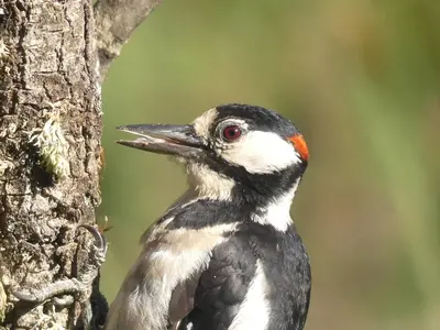 Animales en the country house o alrededores
