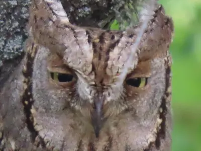 Animales en the country house o alrededores
