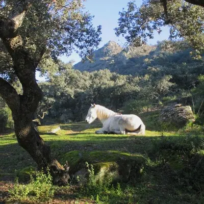 Plano de El Granero at Finca al-manzil