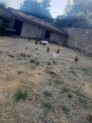 Plano de Casa en campo para desconectar en Madrid con Animales