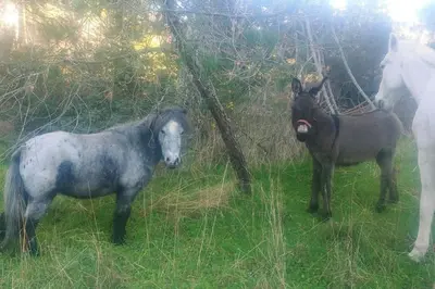 Animales en la casa o chalet o alrededores