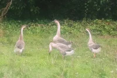 Animales en la casa o chalet o alrededores