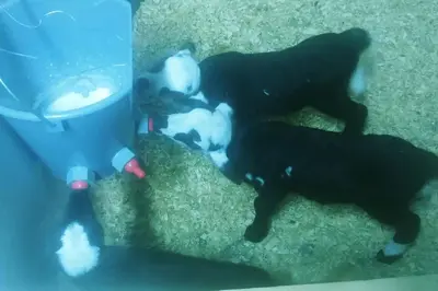 Animales en la casa o chalet o alrededores