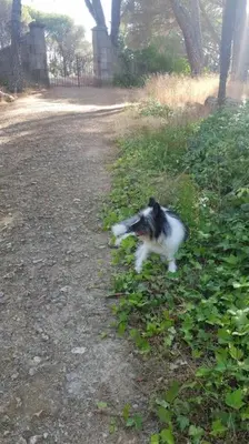 Mascotas con sus dueños en Casa en campo para desconectar en Madrid con Animales