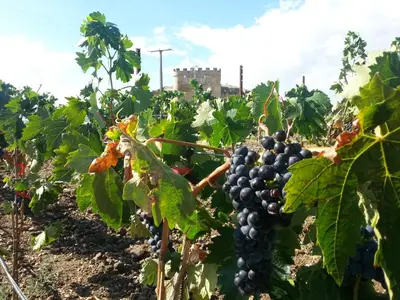 Jardín al aire libre en Posada Real Castillo del Buen Amor
