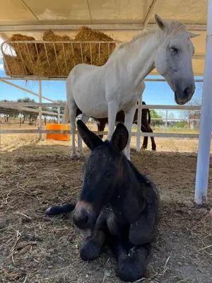 Animales en la casa o chalet o alrededores