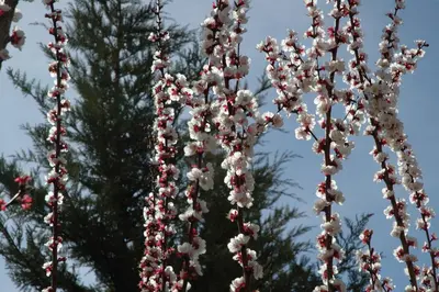 Jardín al aire libre en Casa Rural Reposo de Afanes