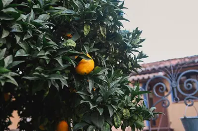 Plano de Apartamentos El Pozo 2