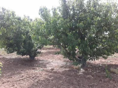 Jardín al aire libre en Casa Rural La Vallejera