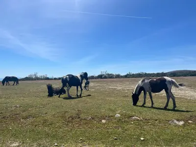 Animales en el apartamento o alrededores
