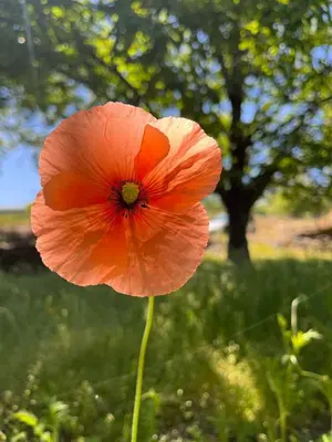 Jardín al aire libre en MAR DE NUBES PIORNAL Habitación con baño Entre el valle del jerte y la vera