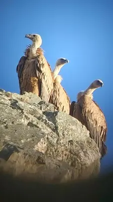 Animales en la casa o chalet o alrededores