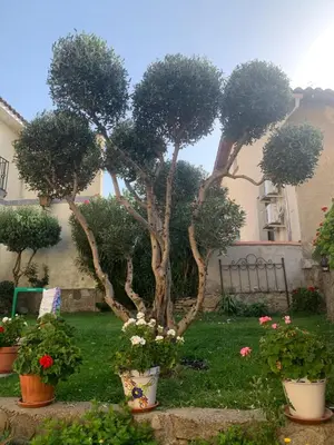 Jardín al aire libre en Casa Real