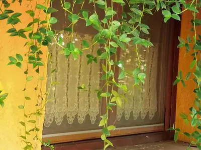 Jardín al aire libre en Apartamentos Rurales Ecopangea