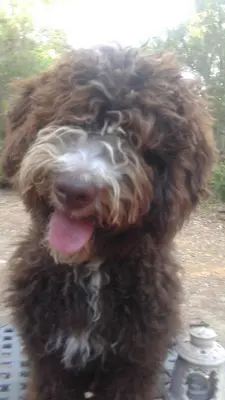 Mascotas con sus dueños en Apartamentos Rurales Ecopangea