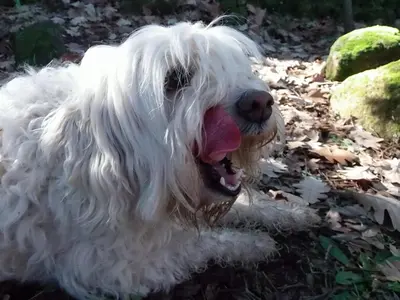 Mascotas con sus dueños en Apartamentos Rurales Ecopangea
