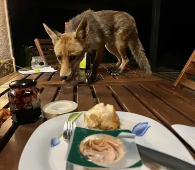 Comida en o cerca de esta casa o chalet