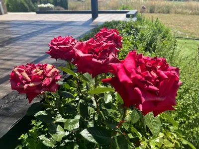 Jardín al aire libre en El MIRADOR DEL TORMES