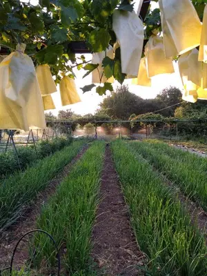 Jardín al aire libre en Las Huertas del Abrilongo