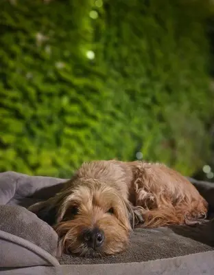 Mascotas con sus dueños en Casa Patio del Vino