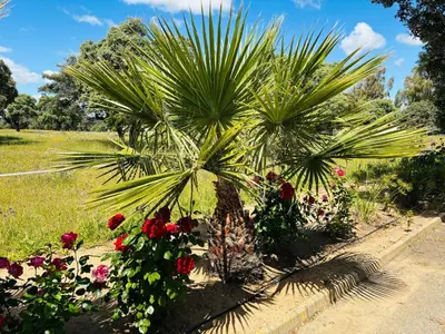 Jardín al aire libre en Dehesa La Parrilla - VUT- Eventos