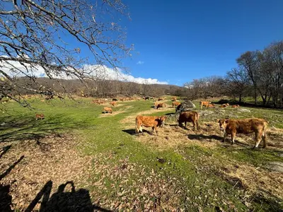 Animales en la casa o chalet o alrededores